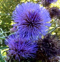 Rennet from a Thistle?